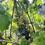 Bag Evi * 博兹贾阿达岛