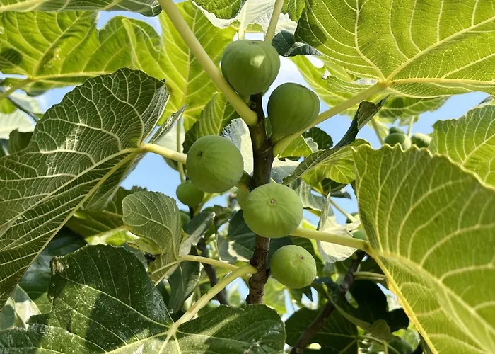 Holiday home Bag Evi *